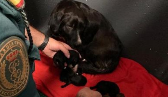 Rescatan a seis cachorros abandonados en un contenedor en Sanxenxo (Pontevedra) e investigan a su dueño